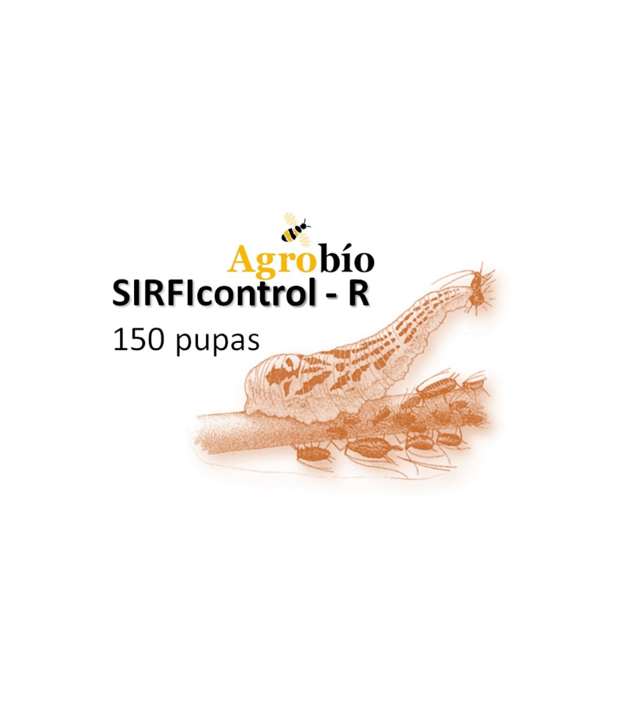 Ilustración del sírfido depredador adulto Sphaerophoria rueppellii