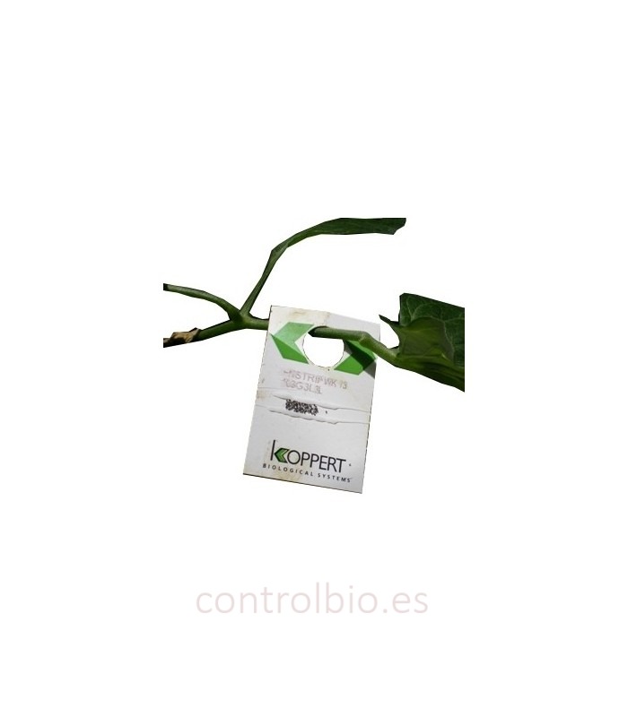 Enstrip 3.000