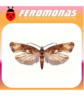 Feromonas para ACROLEPIA ASSECTELLA polilla del puerro