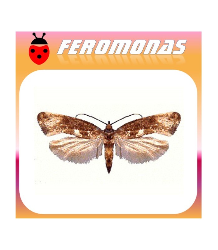Feromonas para ACROLEPIA ASSECTELLA polilla del puerro