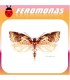 Feromonas para ACLERIS RHOMBANA Polilla de los frutales