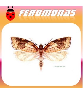Feromonas para ACLERIS RHOMBANA Polilla de los frutales