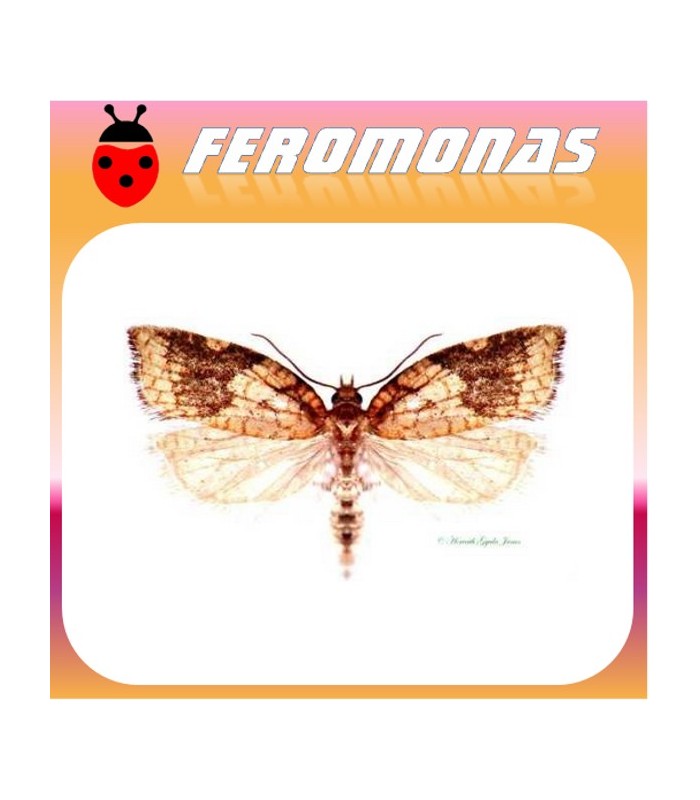 Feromonas para ACLERIS RHOMBANA Polilla de los frutales