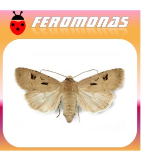 Feromonas para AGROTIS EXCLAMATIONIS gusano gris