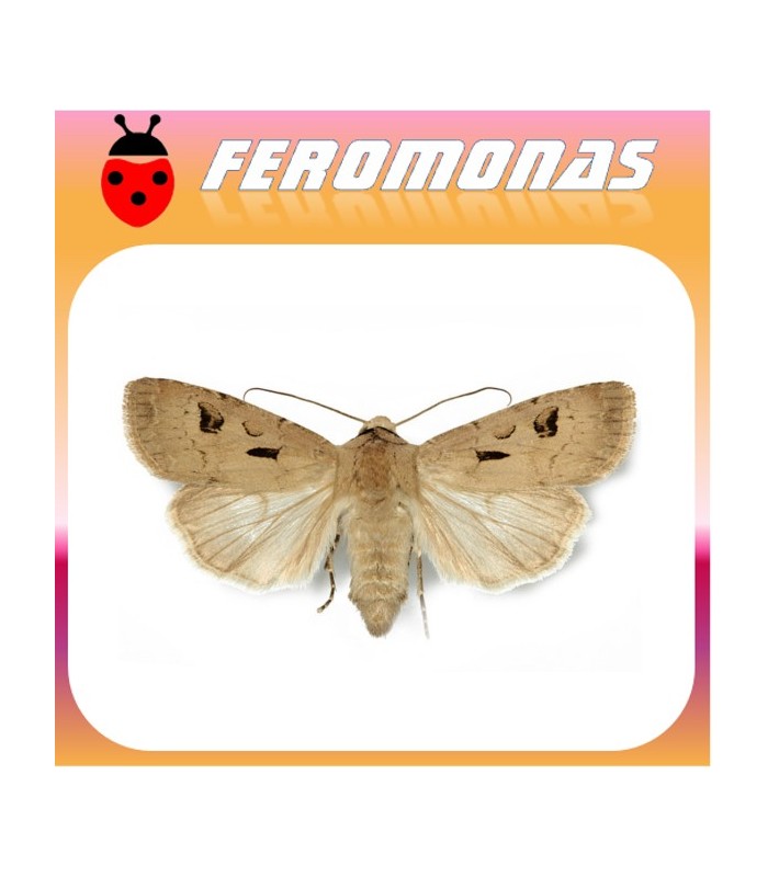 Feromonas para AGROTIS EXCLAMATIONIS gusano gris