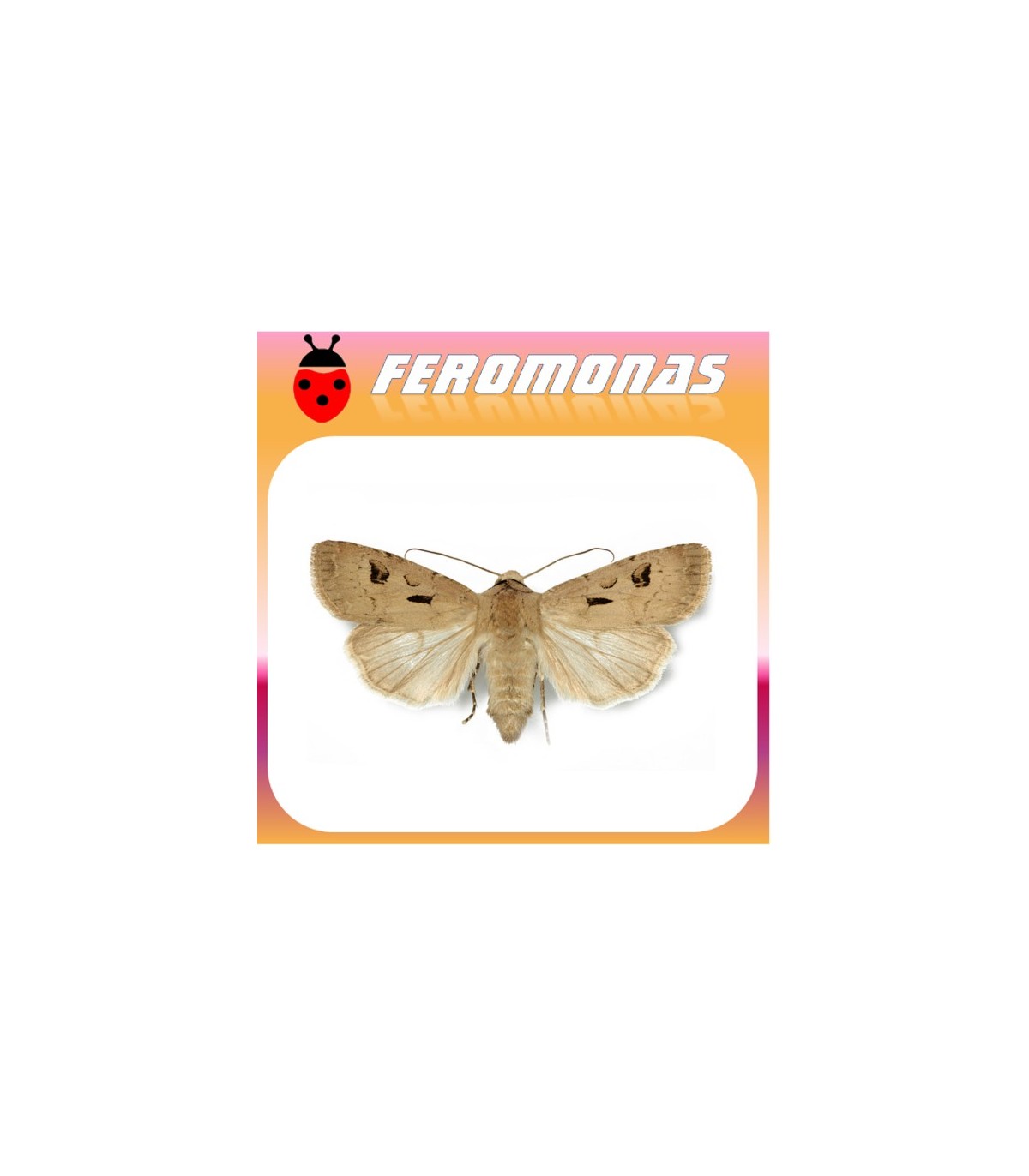 Feromonas para AGROTIS EXCLAMATIONIS gusano gris