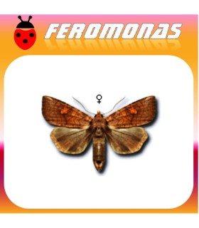 Feromonas para AGROTIS FUCOSA gusano gris