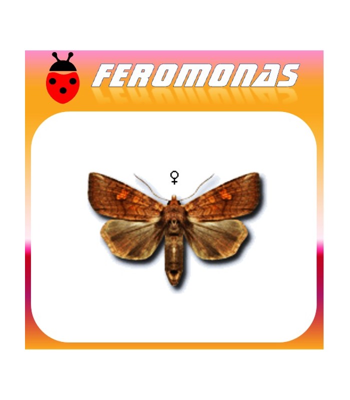 Feromonas para AGROTIS FUCOSA gusano gris