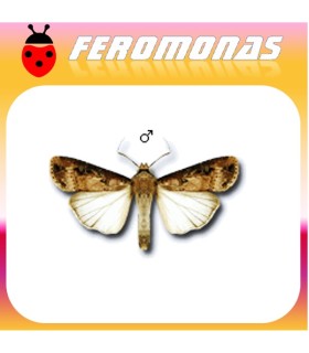 Feromonas para AGROTIS IPSILON gusano gris