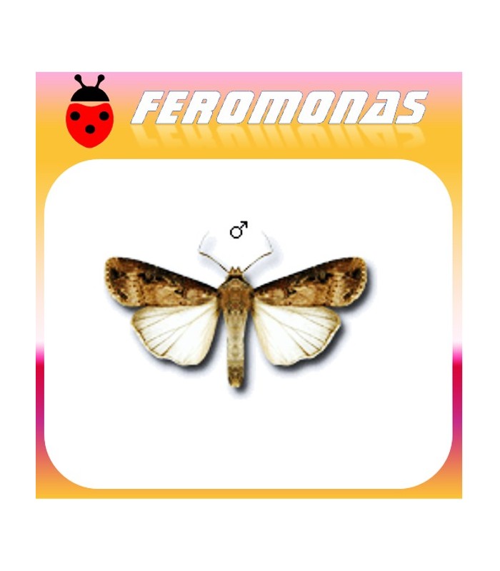 Feromonas para AGROTIS IPSILON gusano gris