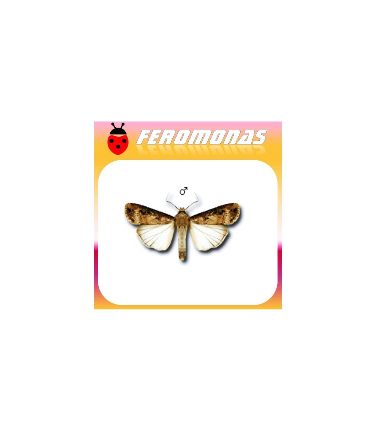 Feromonas para AGROTIS IPSILON gusano gris