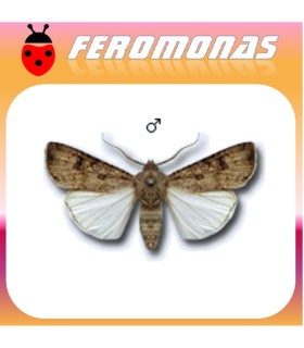 Feromonas para AGROTIS SEGETUM gusano gris