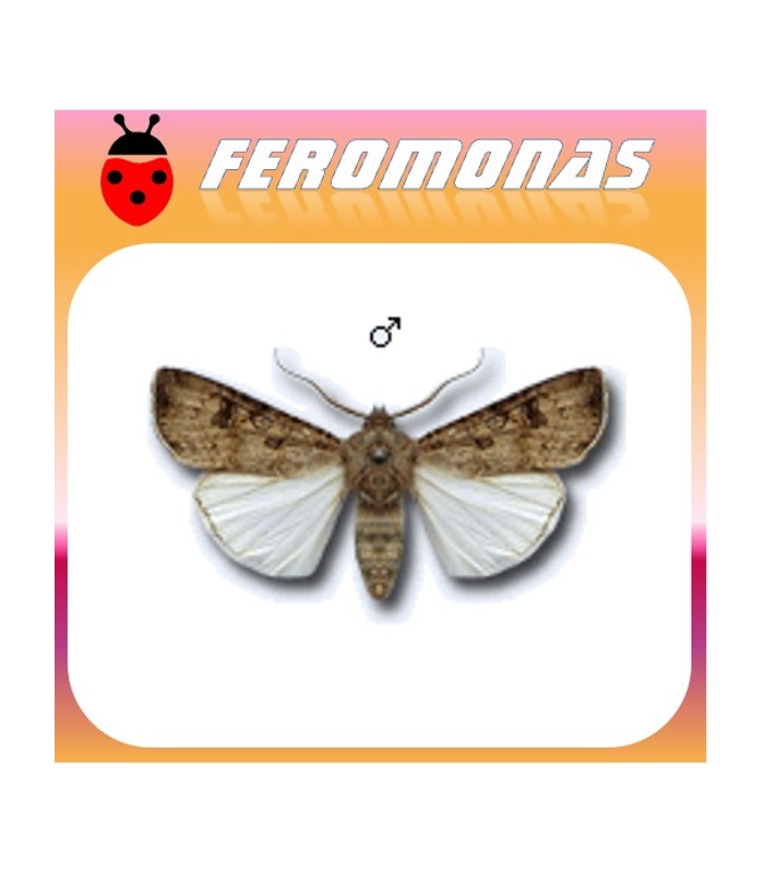 Feromonas para AGROTIS SEGETUM gusano gris