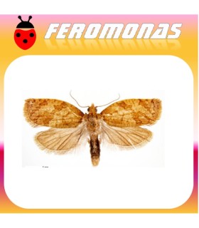 Feromonas para Adoxophyes orana  capua de los frutales