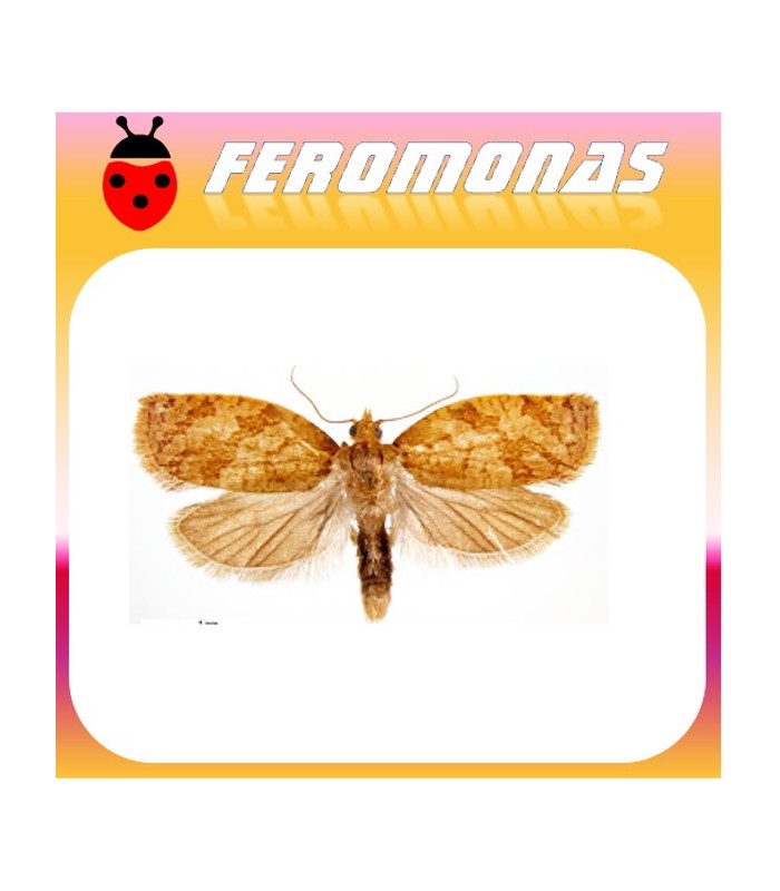 Feromonas para Adoxophyes orana  capua de los frutales