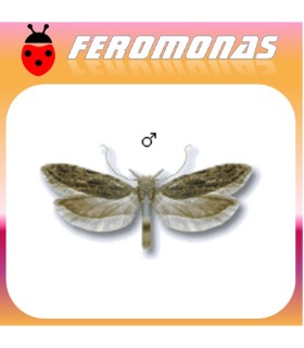 Feromonas ANARSIA LINEATELLA (Minadora del melocotonero) 40 días