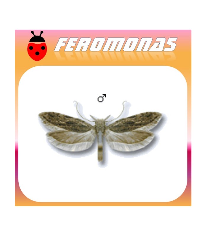 Feromonas ANARSIA LINEATELLA (Minadora del melocotonero) 40 días