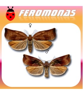 Feromonas para ARCHIPS PODANAarrollador de los frutales