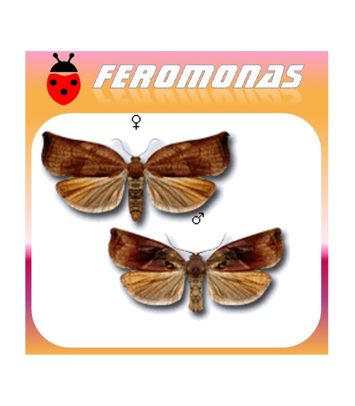 Feromonas para ARCHIPS PODANAarrollador de los frutales