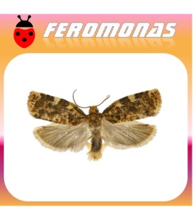 Feromonas para ARCHIPS ARGYROSPILUS arrollador de la hoja del melocotonero