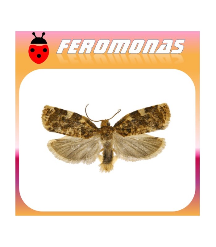 Feromonas para ARCHIPS ARGYROSPILUS arrollador de la hoja del melocotonero
