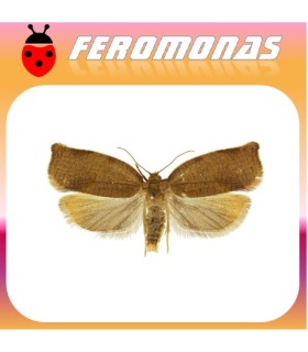 Feromonas para ARCHIPS ROSANA arrollador de los frutales