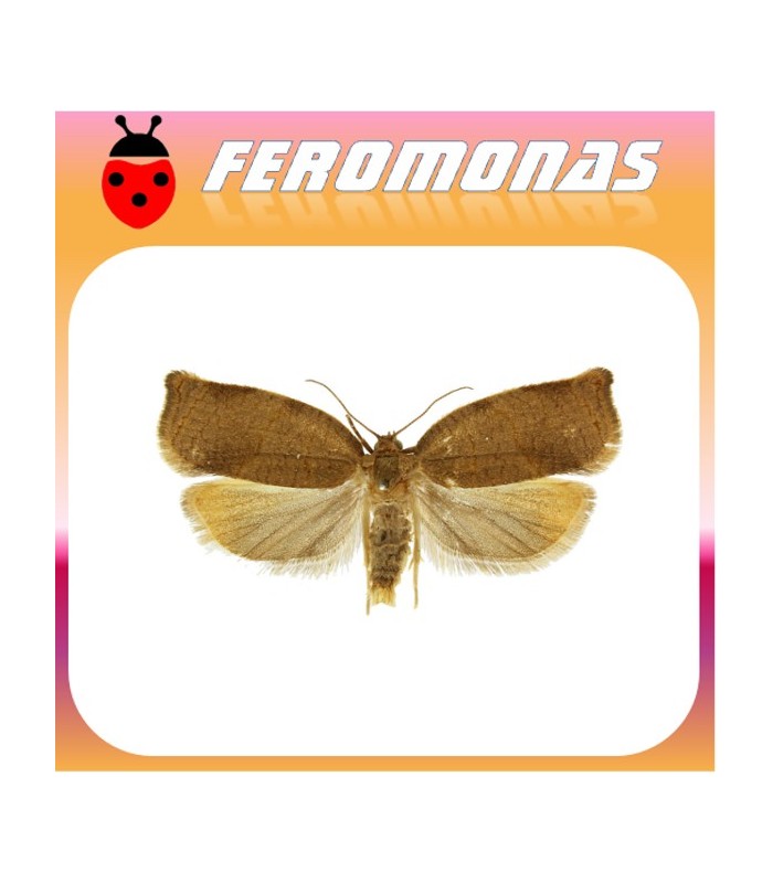 Feromonas para ARCHIPS ROSANA arrollador de los frutales