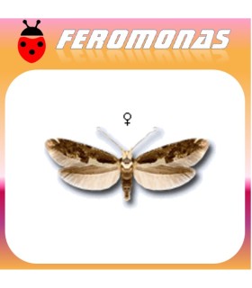 Feromonas para Argyresthia conjugella minador del manzano