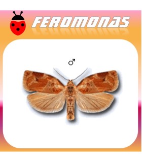 Feromonas para XYLOSTEANA arrollador de la madreselva
