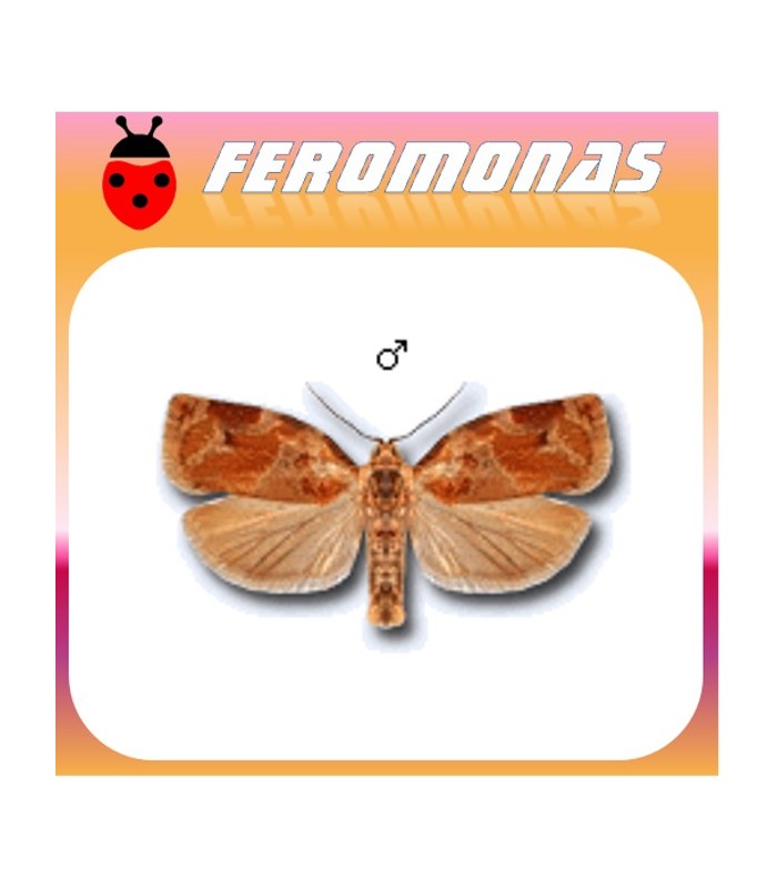 Feromonas para XYLOSTEANA arrollador de la madreselva