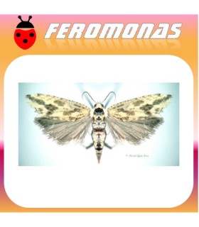 Feromonas para ARGYROTAENIA CITRANA Tortix de la naranja