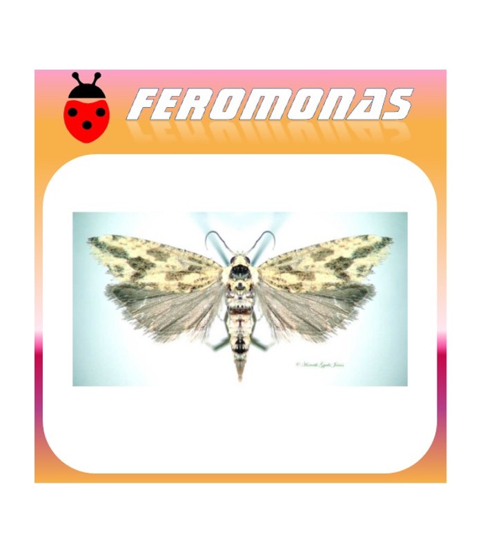 Feromonas para ARGYROTAENIA CITRANA Tortix de la naranja