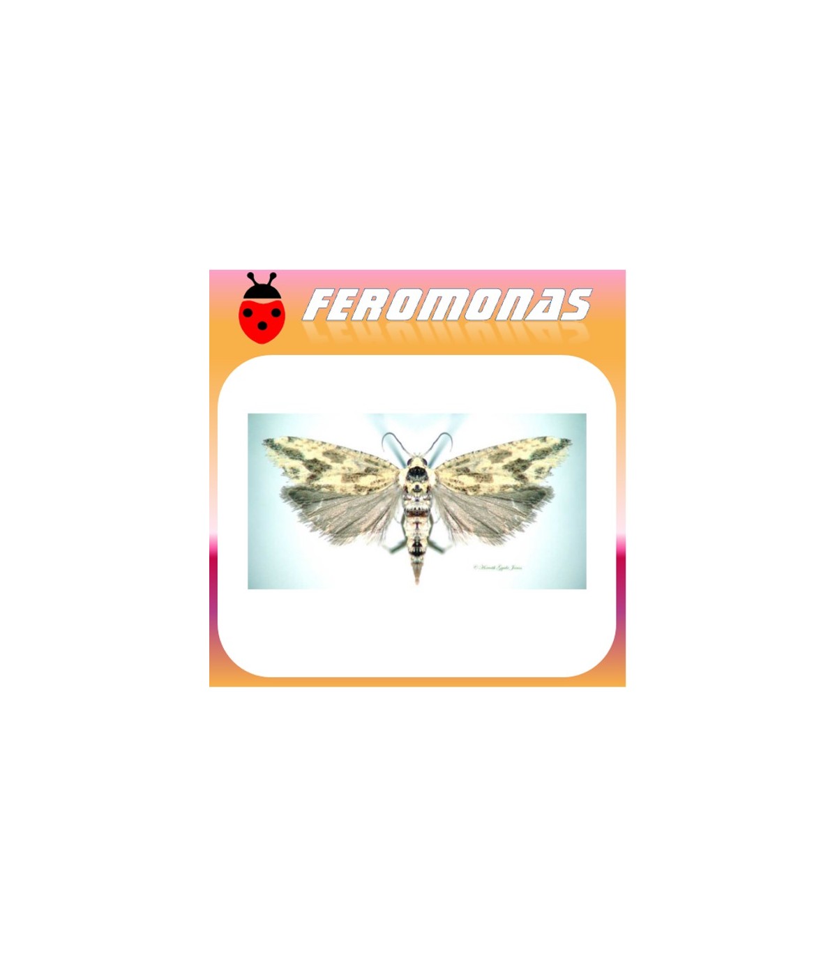 Feromonas para ARGYROTAENIA CITRANA Tortix de la naranja