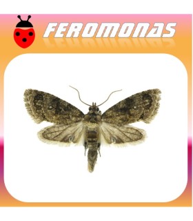 Feromonas para ARGYROPLOCE (CRYPTOPHLEBIA)  LEUCOTRETA POLILLA CODLING FALSA
