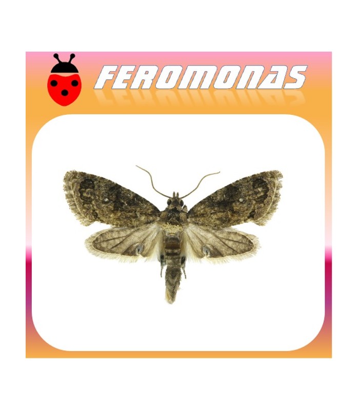 Feromonas para ARGYROPLOCE (CRYPTOPHLEBIA)  LEUCOTRETA POLILLA CODLING FALSA