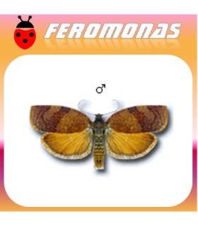 Feromonas para CACOECIA (CACOECIMORPHA) PRONUBANA cacoecia de ciitricos y clavel