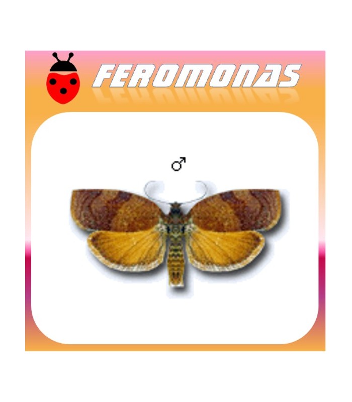 Feromonas para CACOECIA (CACOECIMORPHA) PRONUBANA cacoecia de ciitricos y clavel