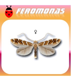 Feromonas para CAMERARIA OHRIDELLA minador de las hojas del castaño