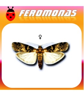 Feromonas EUZOPHERA PINGUIS (abichado del olivo) 40 días