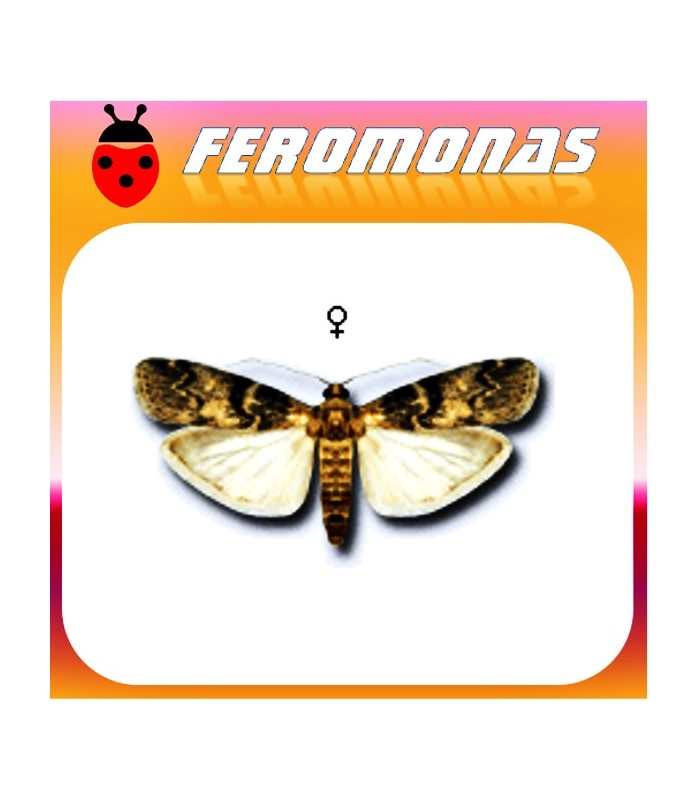 Feromonas EUZOPHERA PINGUIS (abichado del olivo) 40 días