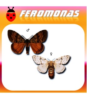 Feromonas para LYMANTRIA DISPAR Lagarta peluda de la encina