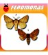 Feromonas paraMALACOSOMA NEUSTRIUM Polilla de las frondosas