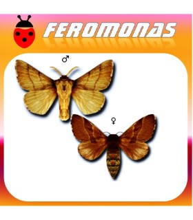 Feromonas paraMALACOSOMA NEUSTRIUM Polilla de las frondosas