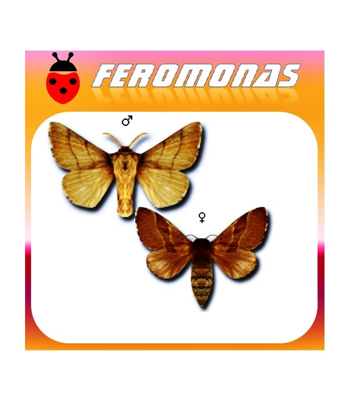 Feromonas paraMALACOSOMA NEUSTRIUM Polilla de las frondosas