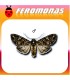 Feromonas para MAMESTRA BRASSICAE Noctua de la col