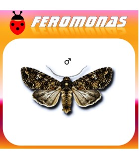 Feromonas para MAMESTRA BRASSICAE Noctua de la col