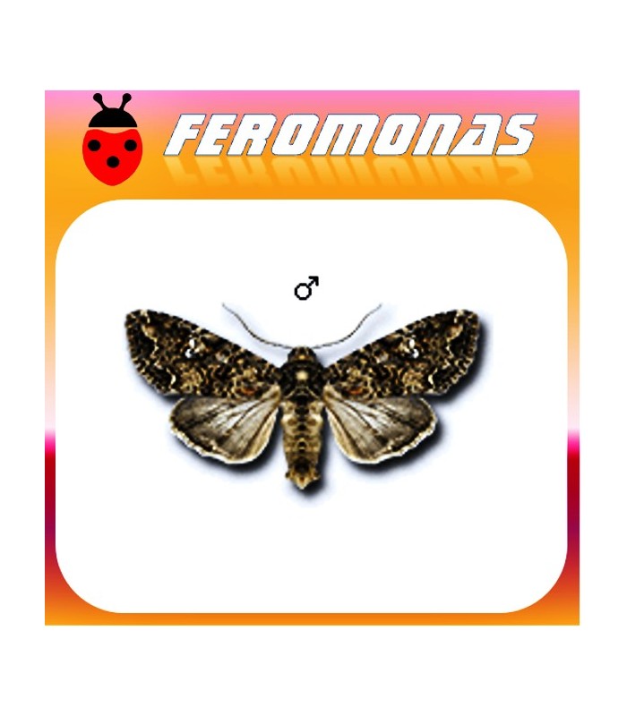 Feromonas para MAMESTRA BRASSICAE Noctua de la col