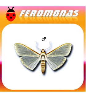 Feromonas para MARGARONIA UNIONALIS Glifodes