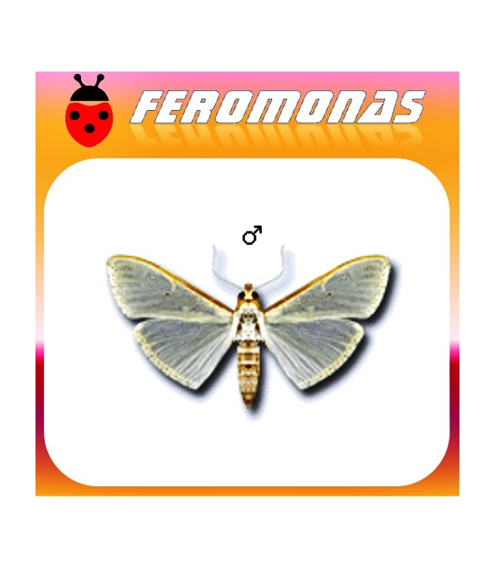 Feromonas para MARGARONIA UNIONALIS Glifodes