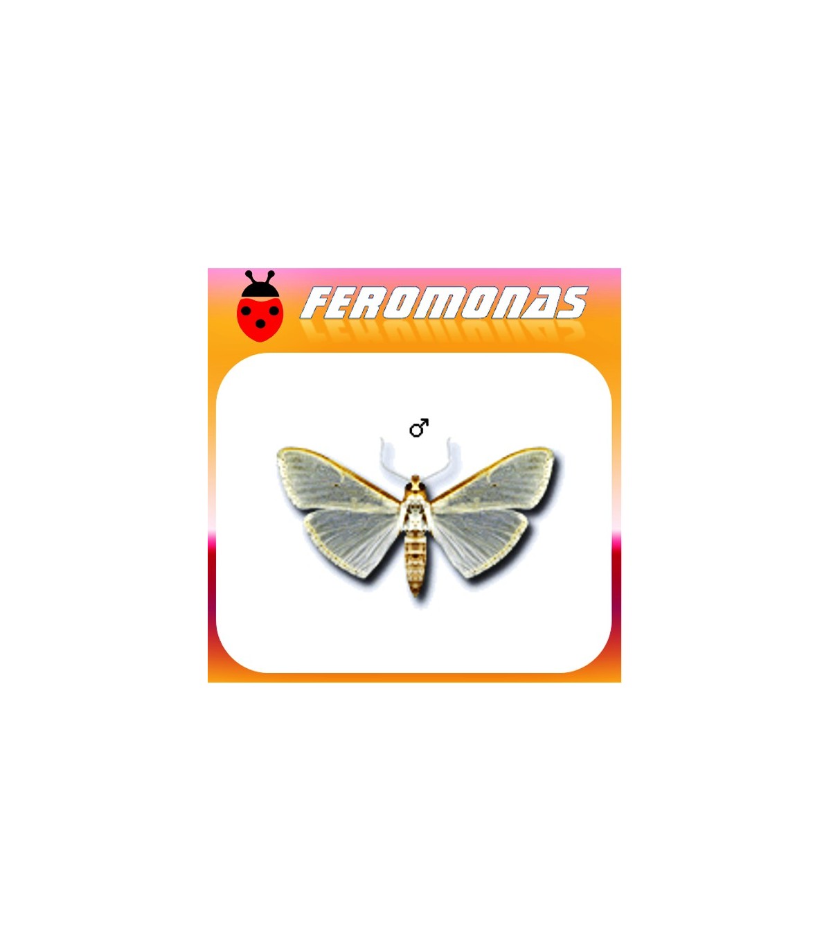 Feromonas para MARGARONIA UNIONALIS Glifodes